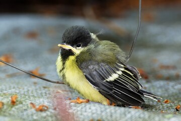 Young great tit after flying out of the nest. Czechia. 