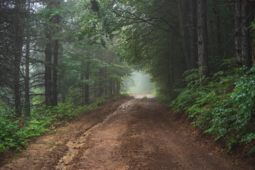 Mud mountain road through foggy forest