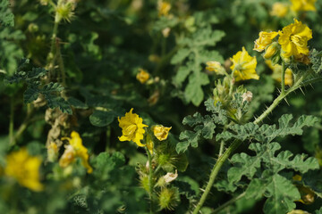 Buffalo-bur plant weed in Texas landscape closeup.