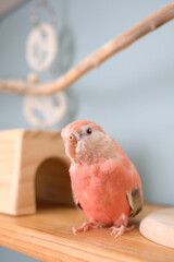 アキクサインコ