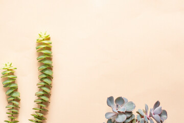 Naklejka premium Different succulent plants isolated on beige background with text space. Natural background concept. 
