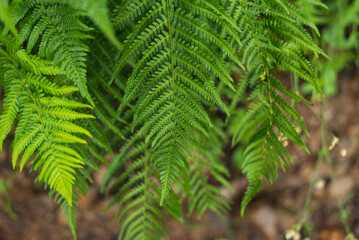 Fototapeta na wymiar Close up photo of fern in the forest