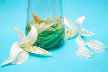 White lily tincture. Glass jar with lily petals and alcohol on light blue background. Romanian...