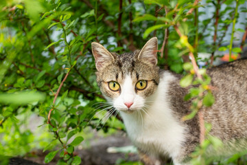Cute gray cat being allert under the bushes. close up