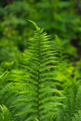 Close up photo of fern in the forest