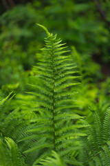Close up photo of fern in the forest