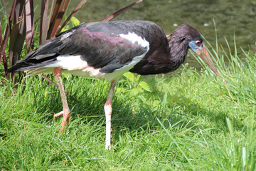 black stork in a zoo in france © frdric