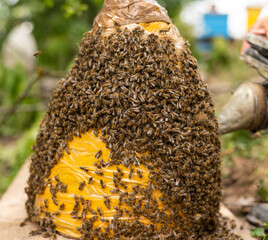 Bee swarm caught on traditional way