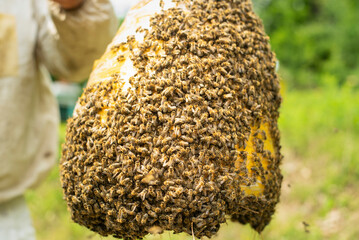Bee swarm caught on traditional way