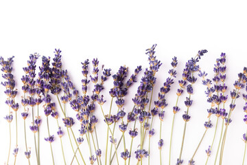Lavender flowers isolated on white background.Flat lay.Fragrant flowers.Holiday concept.Summer flowers.