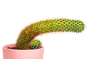 Cactus isolated. Close-up of a large and a small child cactus with long thorns in a pink ceramic...