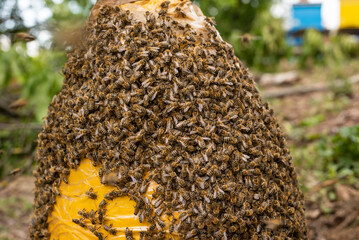 Bee swarm caught on traditional way