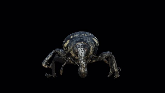 İnsect – Liparus Glabrirostris Front View, Animation.3840×2160.05 Second Long.Transparent Alpha video.LOOP.