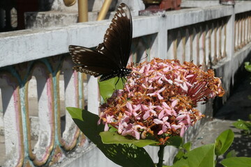 Papillon noir qui butine sur une fleur