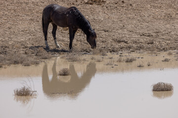 Wild Horse at a Desert Waterhole in Spring in Utah