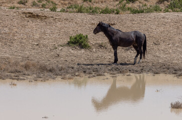 Wild Horse at a Desert Waterhole in Spring in Utah