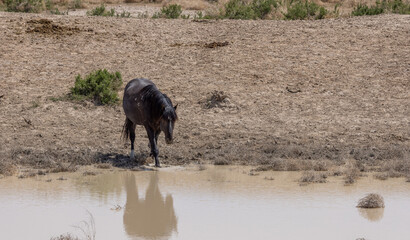 Fototapeta na wymiar Wild Horse at a Desert Waterhole in Spring in Utah