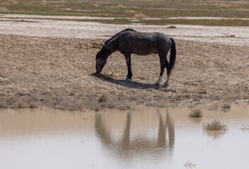 Obraz na płótnie Canvas Wild Horse at a Desert Waterhole in Spring in Utah