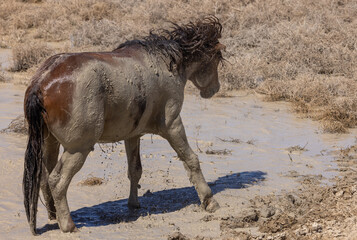 Wild Horse at a Desert Waterhole in Spring in Utah