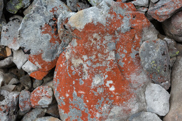 A red and orange Moss and lichen, fungus on the stones in the mountains. Grey and red abstract stone texture background