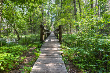 Wooden trail leading along swamp surrounded by forest. Swampy land and wetland, marsh, bog