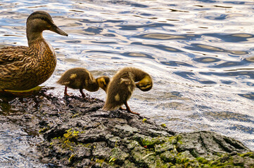 Ducks chicks on a log in the river. Small water birds with fluffy feathers. Animal