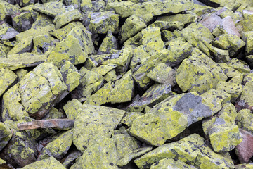 Sandstones with dotted lichen formations of the Carpathians Gorgany range. Grey and yellow abstract rock texture background