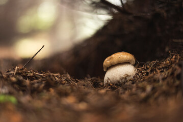 Penny bun (Boletus Edulis) mushroom in forest