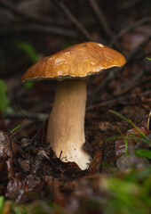 Penny bun (Boletus Edulis) mushroom in forest