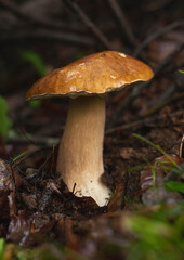 Penny bun (Boletus Edulis) mushroom in forest