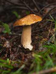 Penny bun (Boletus Edulis) mushroom in forest