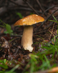 Penny bun (Boletus Edulis) mushroom in forest