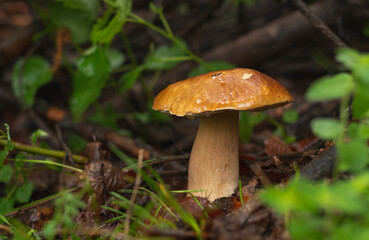 Penny bun (Boletus Edulis) mushroom in forest