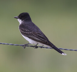 eastern kingbird