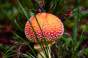 red mushroom amanita muscaria with form of ballon and green grass macro photography in mexiquillo durango 
