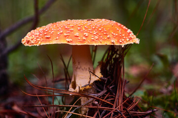 selective focus of orange mushrooms with white dots in the forest of mexiquillo durango 