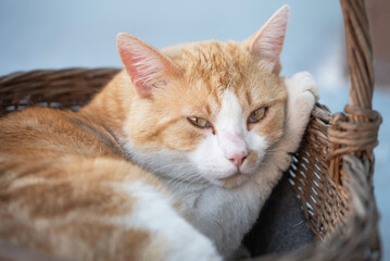 Fototapeta na wymiar Red cat in wicker basket.