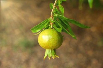 A green pomegranate hanging from the branch of a pomegranate tree.