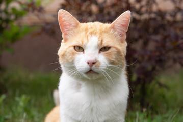 Red cat lying and resting in the garden.