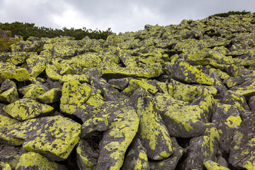 Many large stones covered with yellow lichen. A light abstract stone texture on the Carpathians Gorgany