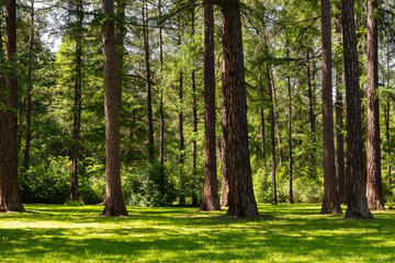 Fototapeta na wymiar Trees in a summer park on a sunny day. Woodland scenery
