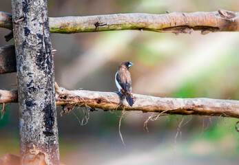 Bird ( Munia ) perching on a fencing in an open field.