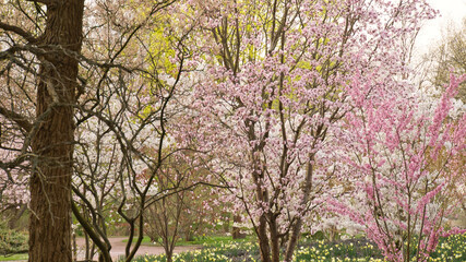 Cherry blossoms in the park in Berlin. In spring, the cherry trees bloom