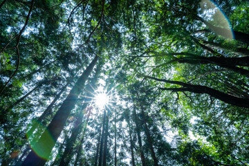 Obraz premium 天気の良い日に下から木を見上げた時の視点