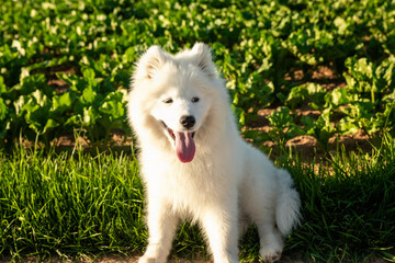 Fototapeta premium Samoyed