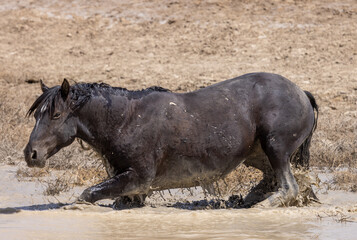 Wild Horse at a Desert Waterhole in Spring in Utah