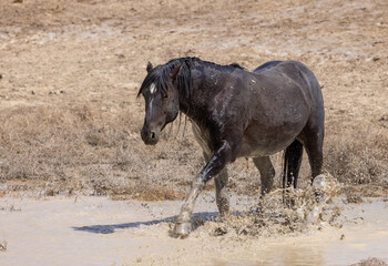 Obraz premium Wild Horse at a Desert Waterhole in Spring in Utah