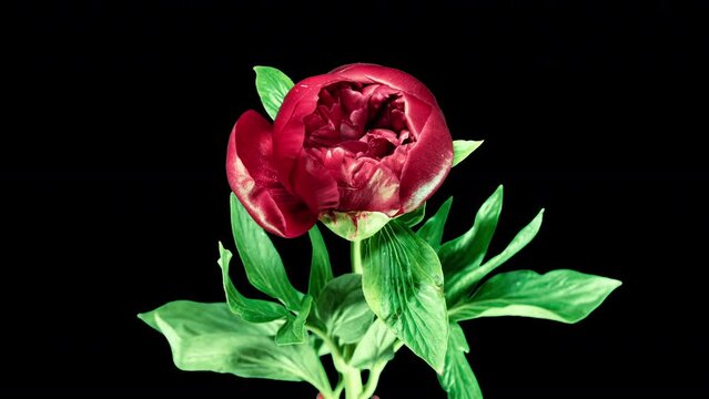 Red Peony Open Flower in Time Lapse on a Black Background. Vedding Concept. Blooming Plant Change Petals Color from Red to Pink. Front View