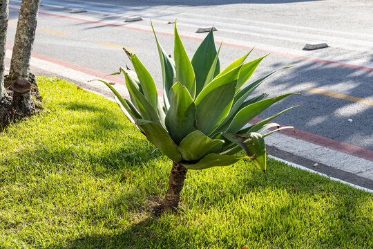 Agave attenuata plant in a city flower bed. An unusual tropical plant with an elongated long stem. Urban landscape. Green roadside with palm trees and plants. Dividing lawn between road and sidewalk.