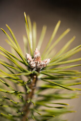 Detail Aufnahme eines Nadelbaums mit Makro Objektiv